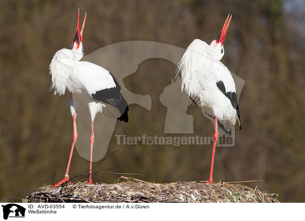 Weistrche / white storks / AVD-03554