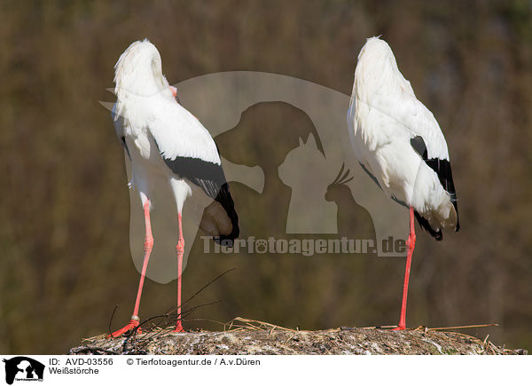 Weistrche / white storks / AVD-03556