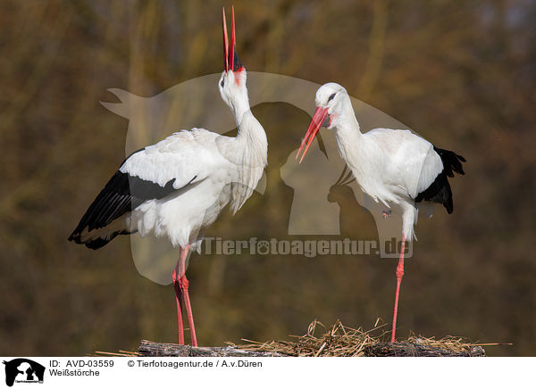 Weistrche / white storks / AVD-03559