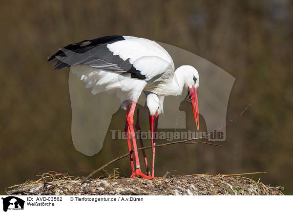 Weistrche / white storks / AVD-03562