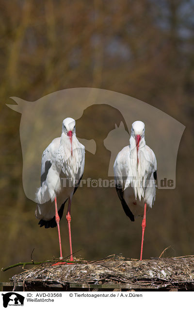 Weistrche / white storks / AVD-03568