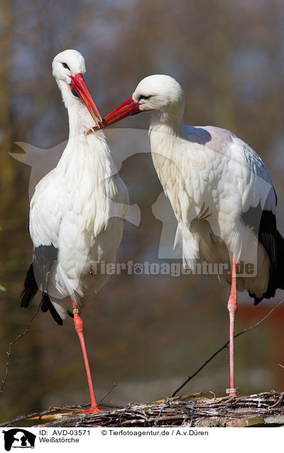Weistrche / white storks / AVD-03571