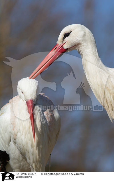 Weistrche / white storks / AVD-03574