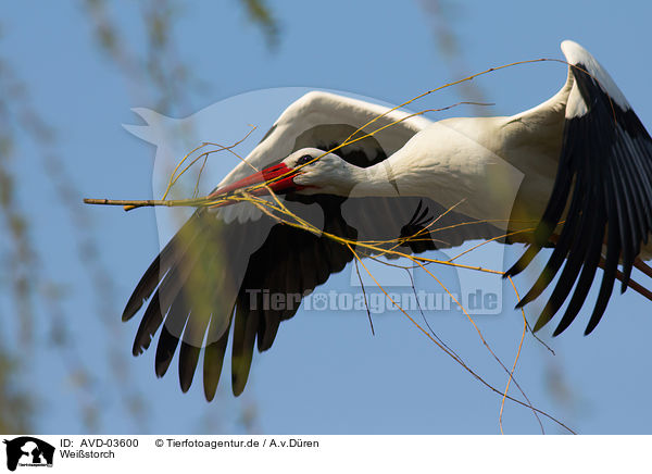 Weistorch / white stork / AVD-03600