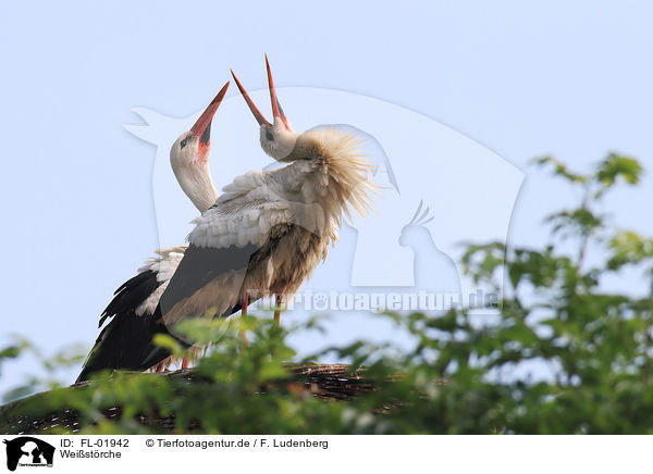 Weistrche / white storks / FL-01942