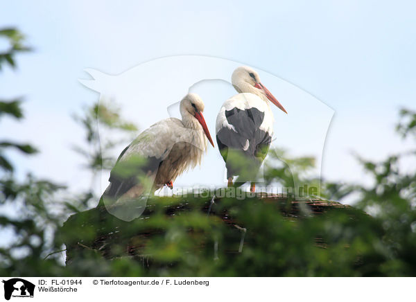 Weistrche / white storks / FL-01944