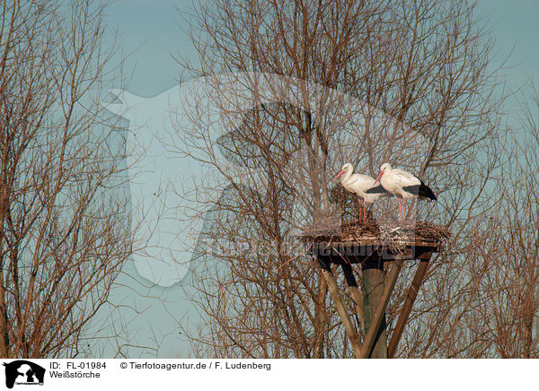 Weistrche / white storks / FL-01984
