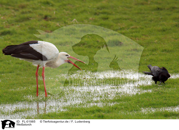 Weistorch / white stork / FL-01985