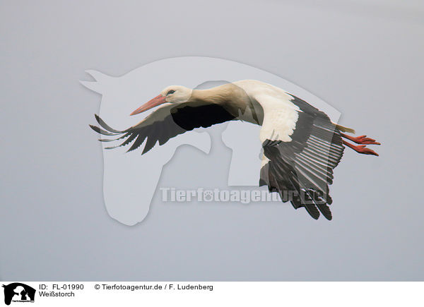 Weistorch / white stork / FL-01990
