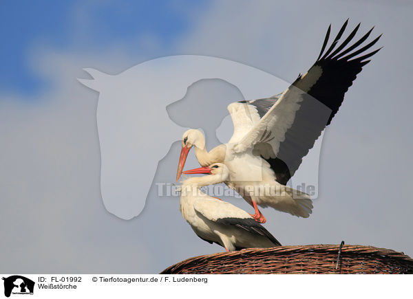 Weistrche / white storks / FL-01992