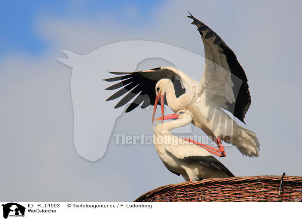 Weistrche / white storks / FL-01993