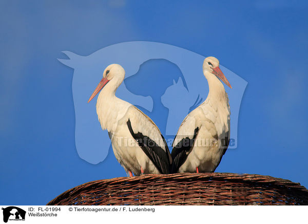Weistrche / white storks / FL-01994