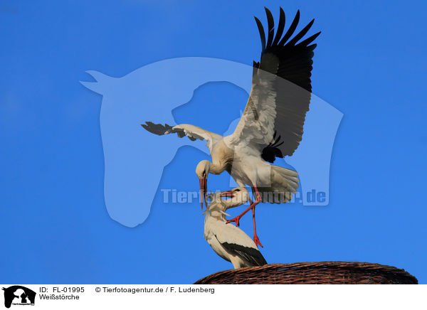 Weistrche / white storks / FL-01995