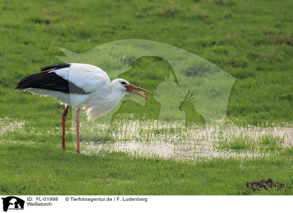 Weistorch / white stork / FL-01998
