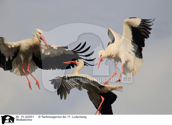 Weistrche / white storks / FL-02001