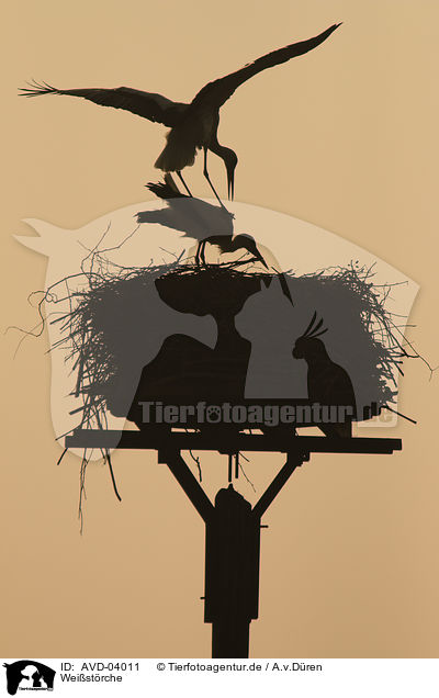 Weistrche / white storks / AVD-04011