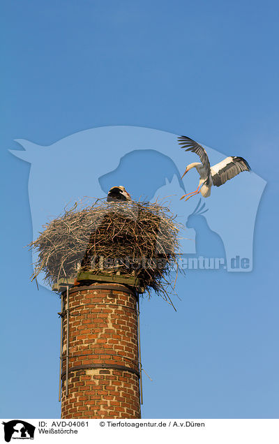 Weistrche / white storks / AVD-04061