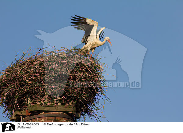 Weistorch / white stork / AVD-04063