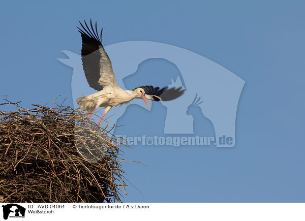 Weistorch / white stork / AVD-04064