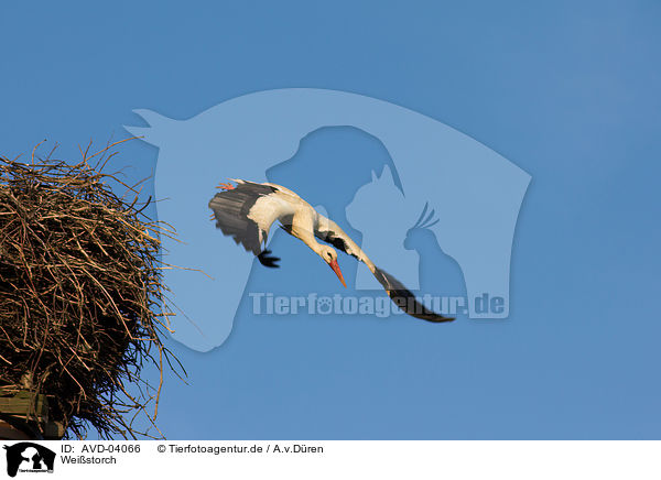 Weistorch / white stork / AVD-04066