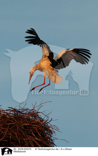 Weistorch / white stork / AVD-04070