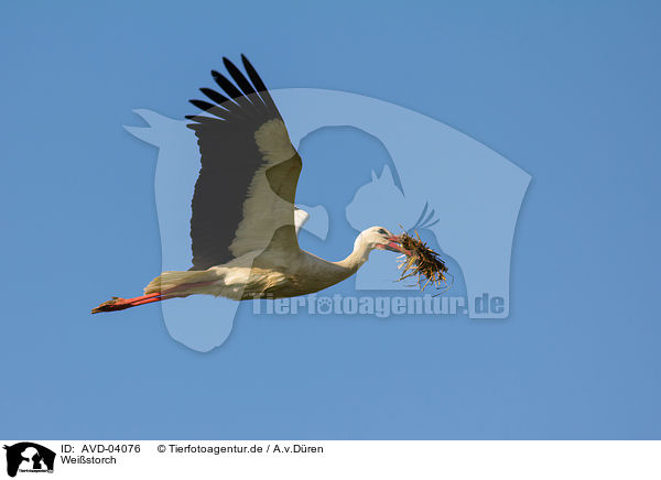 Weistorch / white stork / AVD-04076