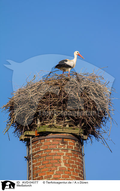 Weistorch / white stork / AVD-04077