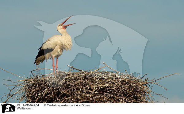 Weistorch / white stork / AVD-04204