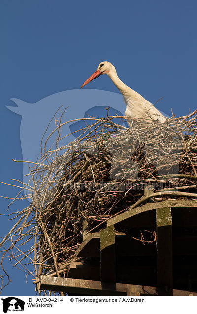 Weistorch / white stork / AVD-04214
