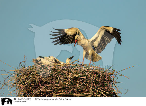 Weistrche / white storks / AVD-04220