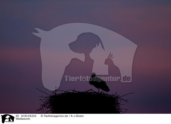 Weistorch / white stork / AVD-04223
