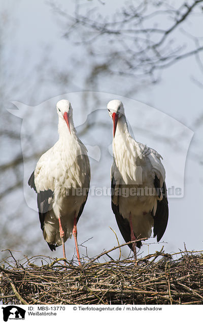 Weistrche / white storks / MBS-13770