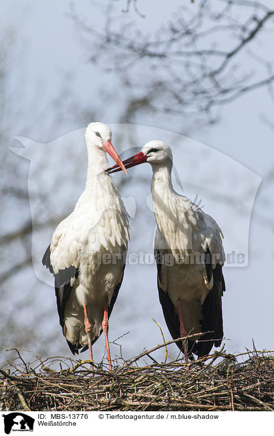 Weistrche / white storks / MBS-13776