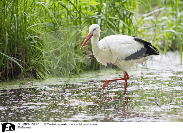 Weistorch / white stork / MBS-13780