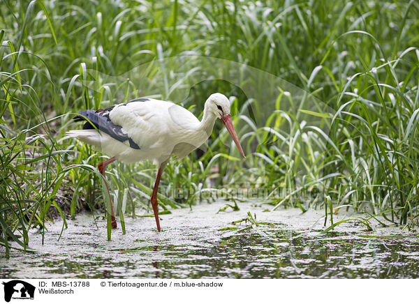 Weistorch / white stork / MBS-13788