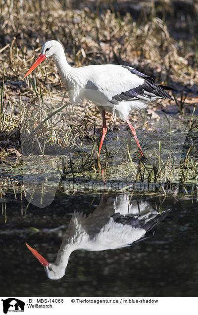 Weistorch / white stork / MBS-14066