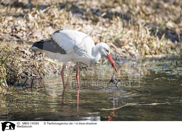 Weistorch / white stork / MBS-14080