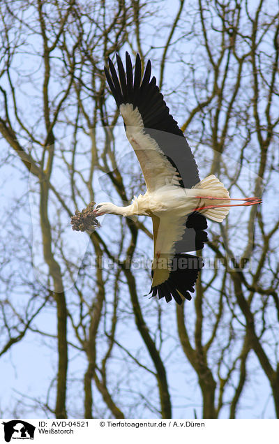 Weistorch / white stork / AVD-04521