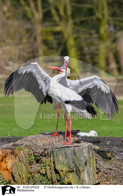 Weistrche / white storks / AVD-04526