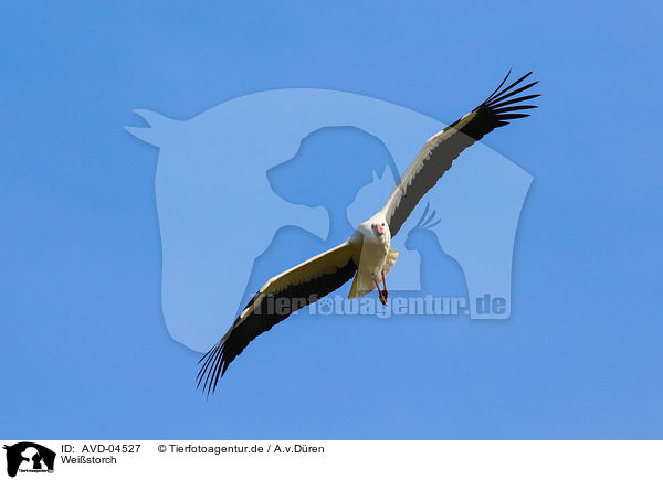 Weistorch / white stork / AVD-04527