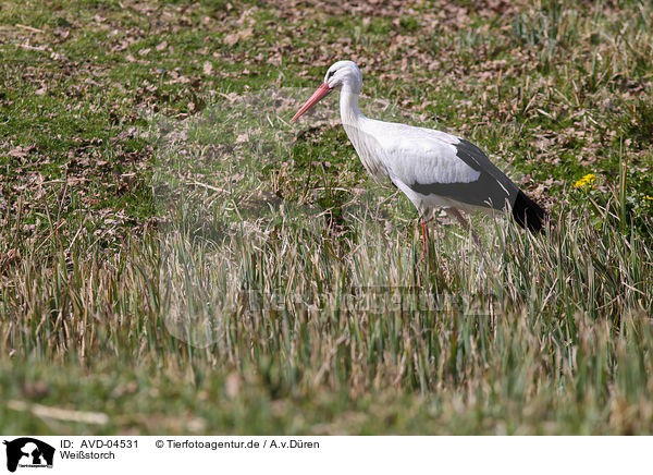 Weistorch / white stork / AVD-04531