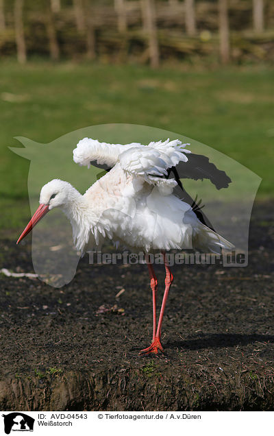 Weistorch / white stork / AVD-04543