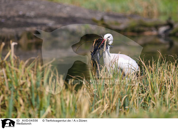 Weistorch / white stork / AVD-04556