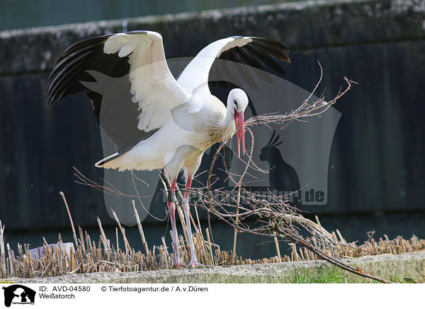 Weistorch / white stork / AVD-04580