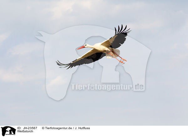 Weistorch / white stork / JH-23567