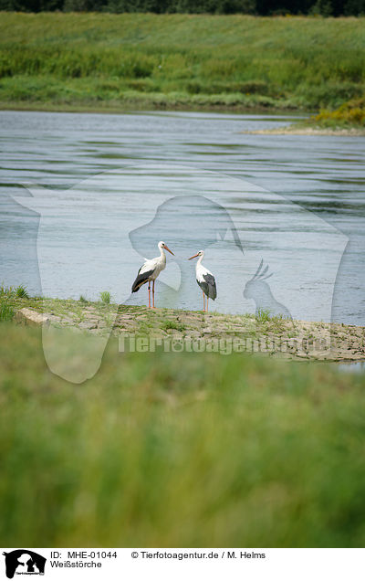 Weistrche / white storks / MHE-01044