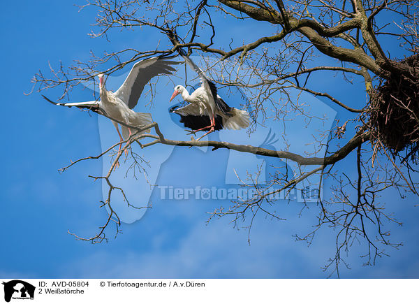 2 Weistrche / 2 white storks / AVD-05804