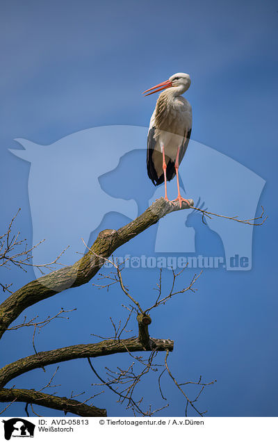 Weistorch / white stork / AVD-05813