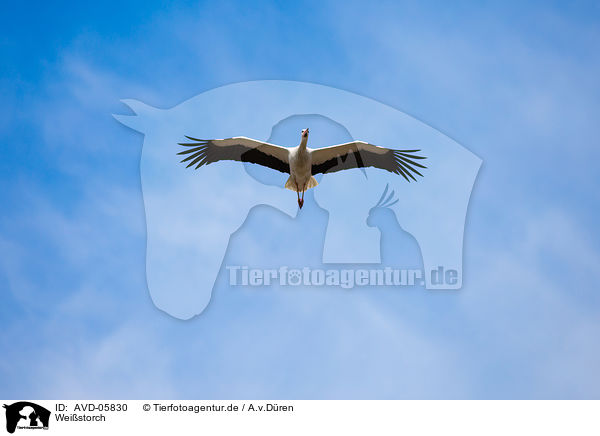 Weistorch / white stork / AVD-05830