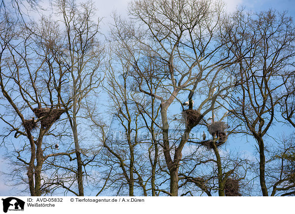 Weistrche / white storks / AVD-05832